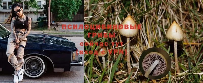 Псилоцибиновые грибы Cubensis Омск